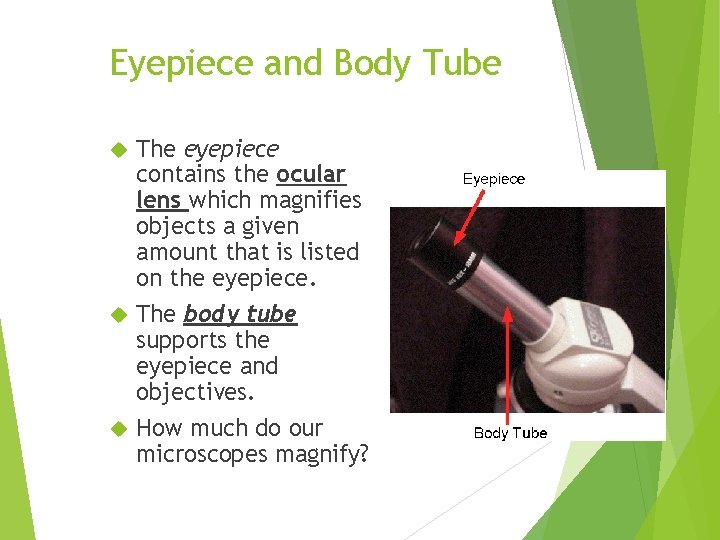 Eyepiece and Body Tube The eyepiece contains the ocular lens which magnifies objects a