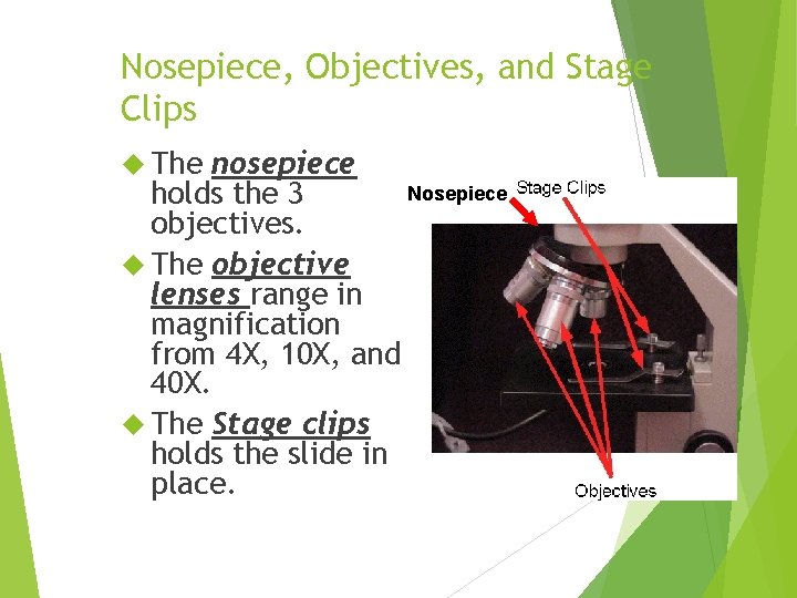 Nosepiece, Objectives, and Stage Clips The nosepiece Nosepiece holds the 3 objectives. The objective