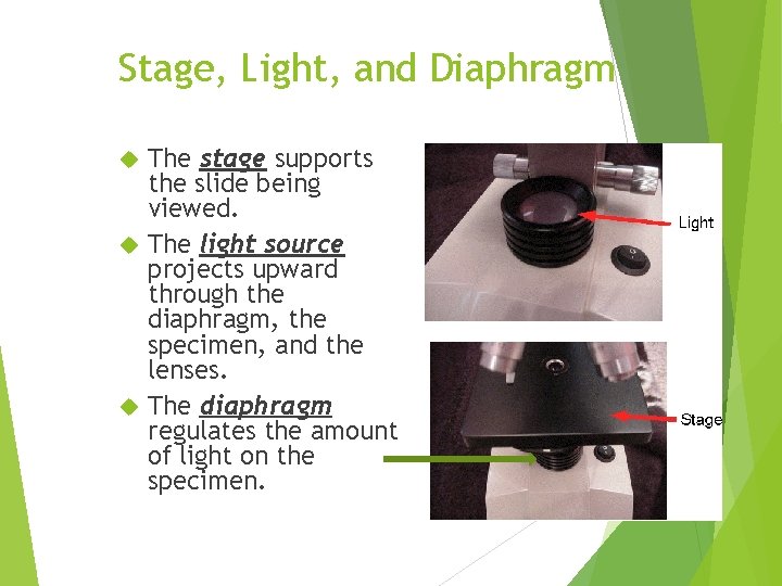 Stage, Light, and Diaphragm The stage supports the slide being viewed. The light source