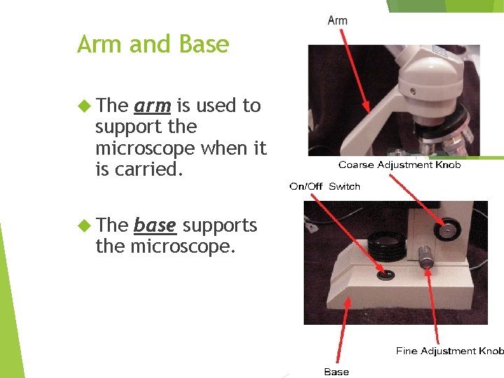 Arm and Base The arm is used to support the microscope when it is