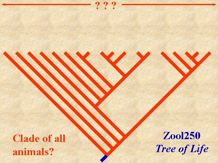 ? ? ? Clade of all animals? Zool 250 Tree of Life 