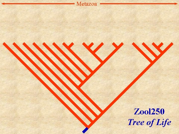 Metazoa Zool 250 Tree of Life 