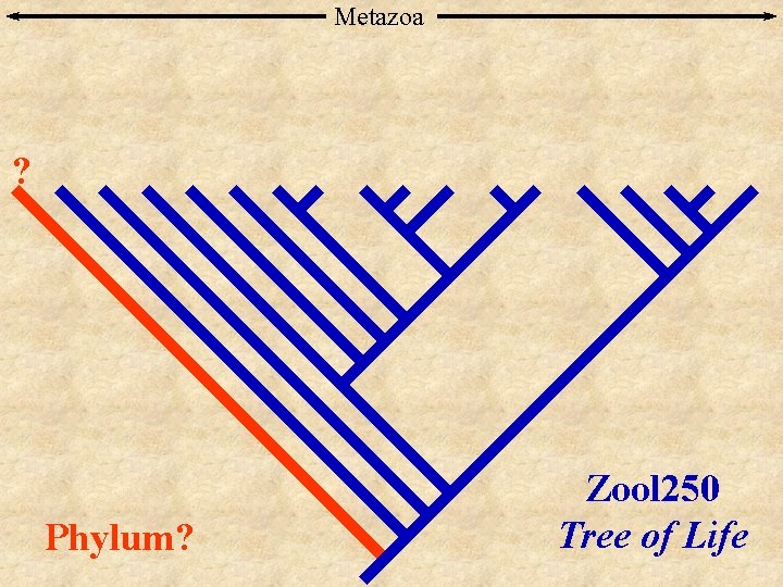 Metazoa ? Phylum? Zool 250 Tree of Life 