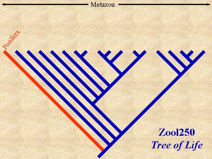 Po rif era Metazoa Zool 250 Tree of Life 
