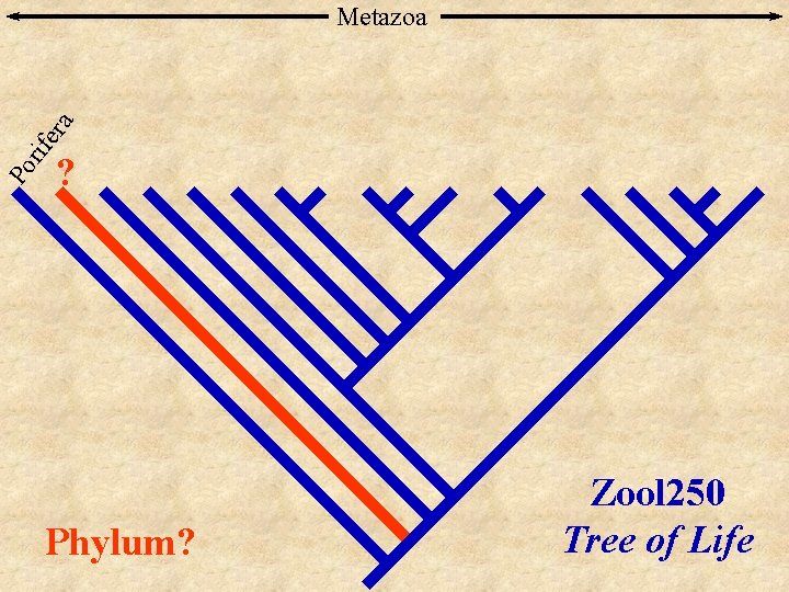 Po rif era Metazoa ? Phylum? Zool 250 Tree of Life 