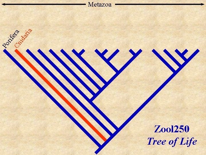 Po rif Cn era ida ria Metazoa Zool 250 Tree of Life 