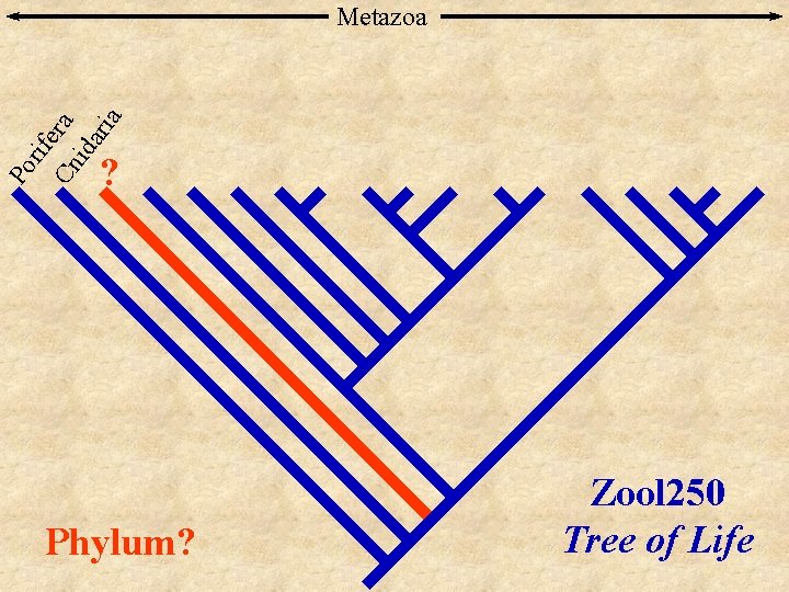 Po rif Cn era ida ria Metazoa ? Phylum? Zool 250 Tree of Life