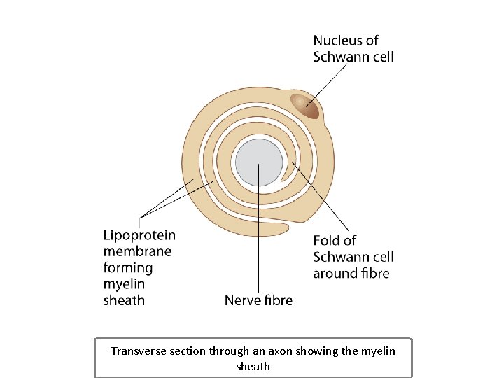 Transverse section through an axon showing the myelin sheath 