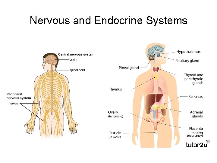 Nervous and Endocrine Systems 
