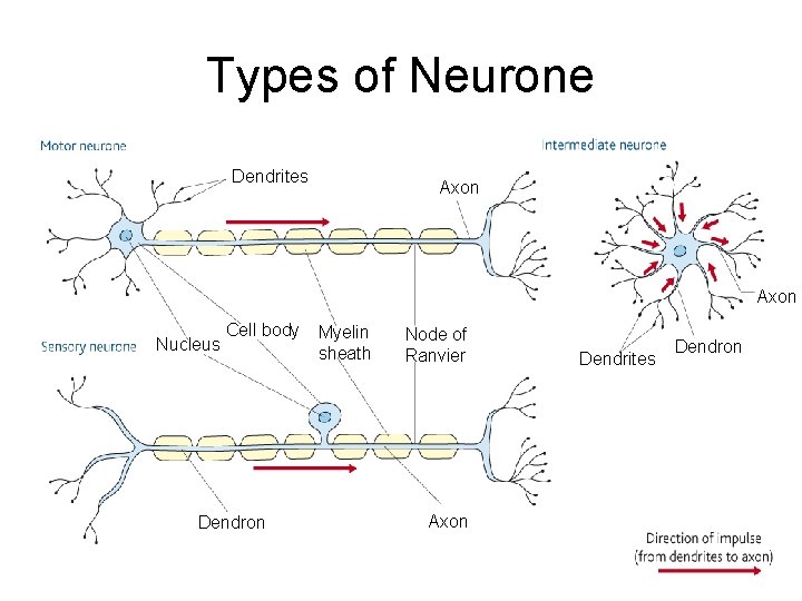 Types of Neurone Dendrites Axon Nucleus Cell body Dendron Myelin sheath Node of Ranvier