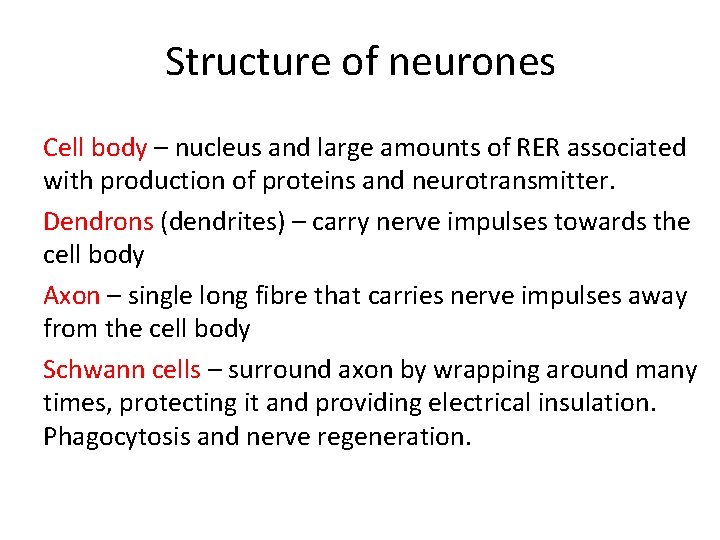 Structure of neurones Cell body – nucleus and large amounts of RER associated with