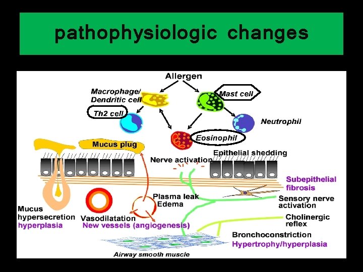 pathophysiologic changes 