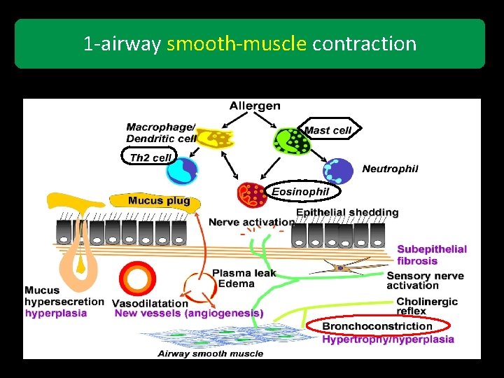 1 -airway smooth-muscle contraction 