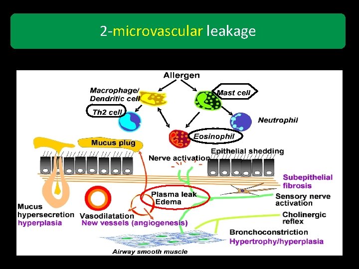 2 -microvascular leakage 