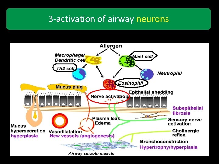 3 -activation of airway neurons 