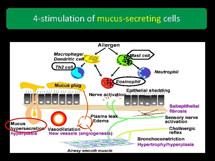 4 -stimulation of mucus-secreting cells 