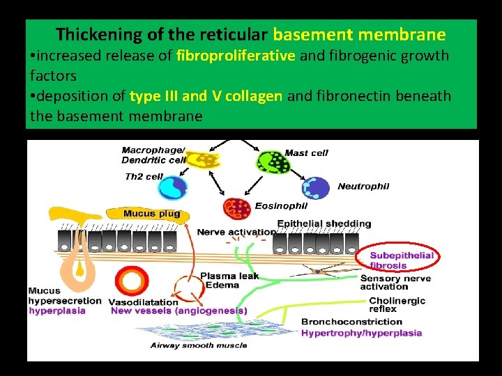 Thickening of the reticular basement membrane • increased release of fibroproliferative and fibrogenic growth