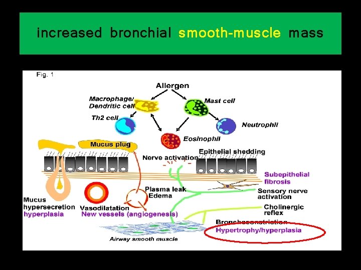 increased bronchial smooth-muscle mass 
