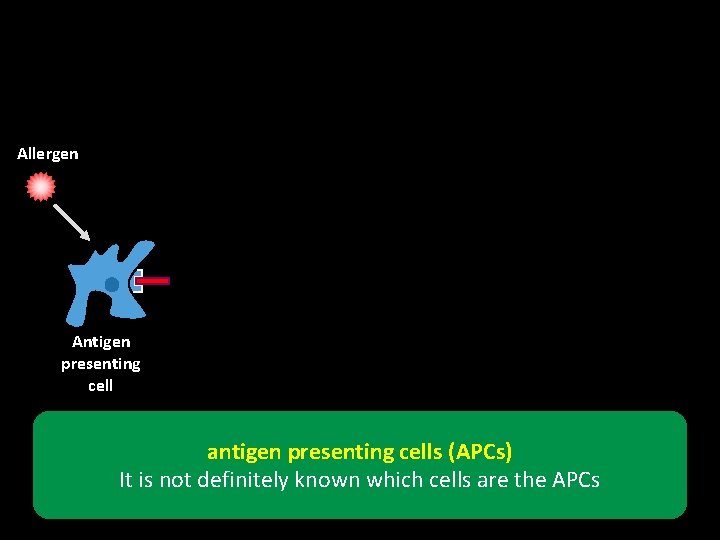 Allergen Antigen presenting cell antigen presenting cells (APCs) It is not definitely known which