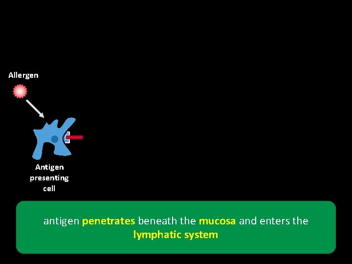 Allergen Antigen presenting cell antigen penetrates beneath the mucosa and enters the lymphatic system