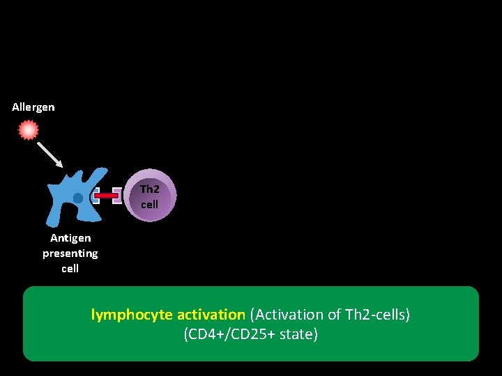 Allergen Th 2 cell Antigen presenting cell lymphocyte activation (Activation of Th 2 -cells)