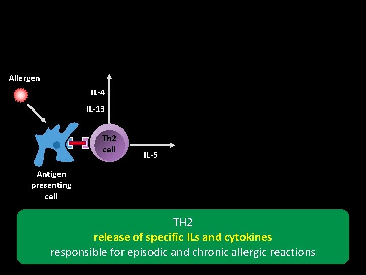 Allergen IL-4 IL-13 Th 2 cell IL-5 Antigen presenting cell TH 2 release of