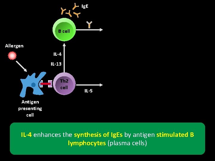 Ig. E B cell Allergen IL-4 IL-13 Th 2 cell IL-5 Antigen presenting cell