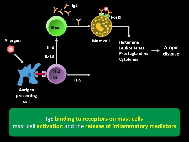 Ig. E Fce. RI B cell Allergen Mast cell IL-4 IL-13 Th 2 cell