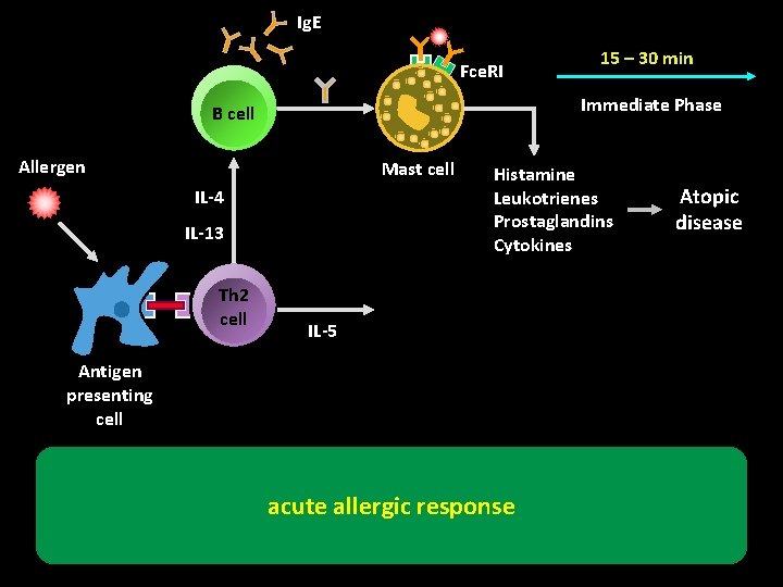 Ig. E Fce. RI Immediate Phase B cell Allergen Mast cell IL-4 IL-13 Th