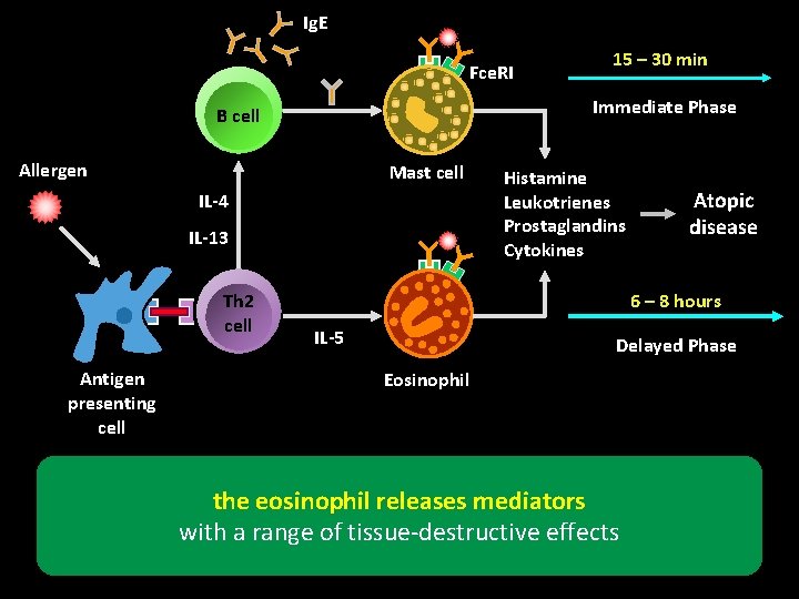 Ig. E Fce. RI Immediate Phase B cell Allergen Mast cell IL-4 IL-13 Th