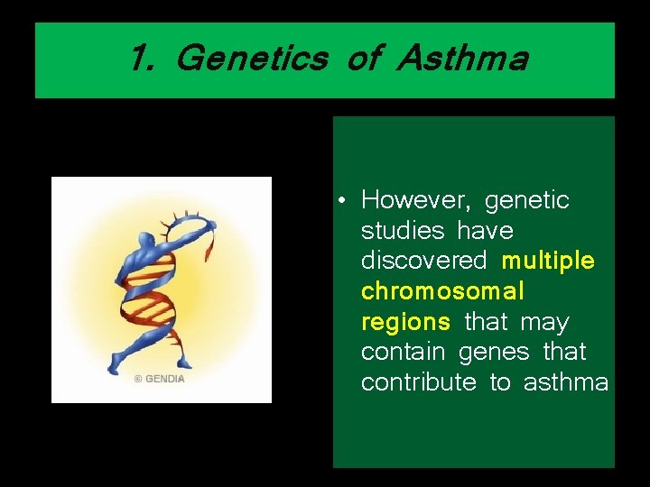 1. Genetics of Asthma • However, genetic studies have discovered multiple chromosomal regions that