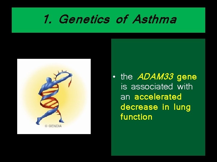 1. Genetics of Asthma • the ADAM 33 gene is associated with an accelerated