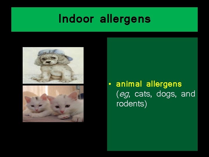 Indoor allergens • animal allergens (eg, cats, dogs, and rodents) 