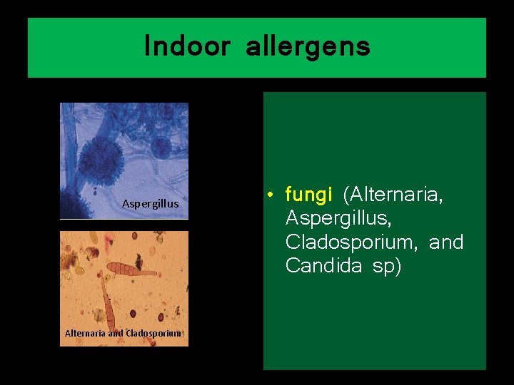 Indoor allergens Aspergillus Alternaria and Cladosporium • fungi (Alternaria, Aspergillus, Cladosporium, and Candida sp)