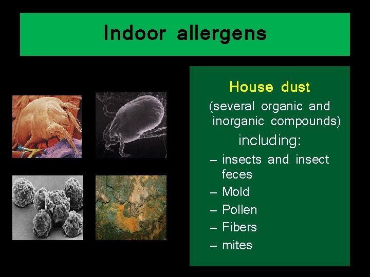 Indoor allergens House dust (several organic and inorganic compounds) including: – insects and insect