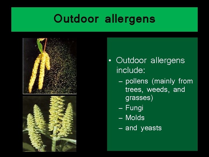 Outdoor allergens • Outdoor allergens include: – pollens (mainly from trees, weeds, and grasses)