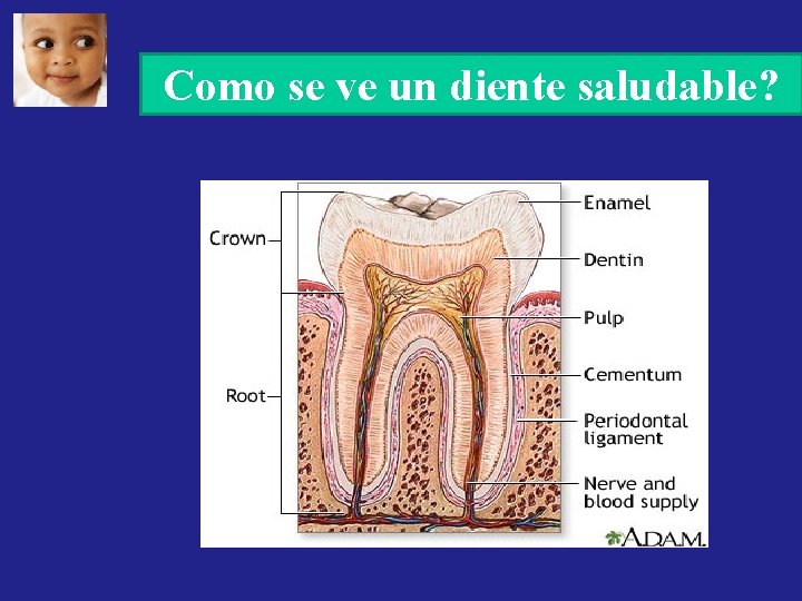 Como se ve un diente saludable? Como se ve un diente saludable?