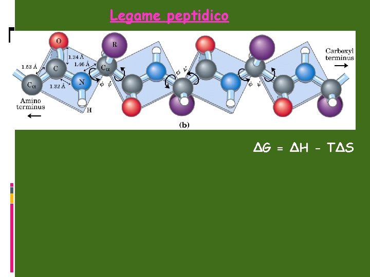 Legame peptidico ΔG = ΔH - TΔS 