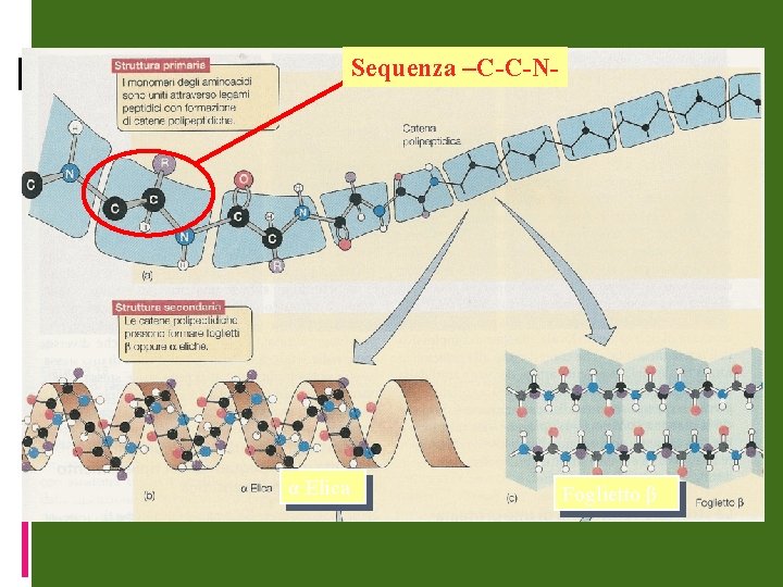 Sequenza –C-C-N- α Elica Foglietto β 