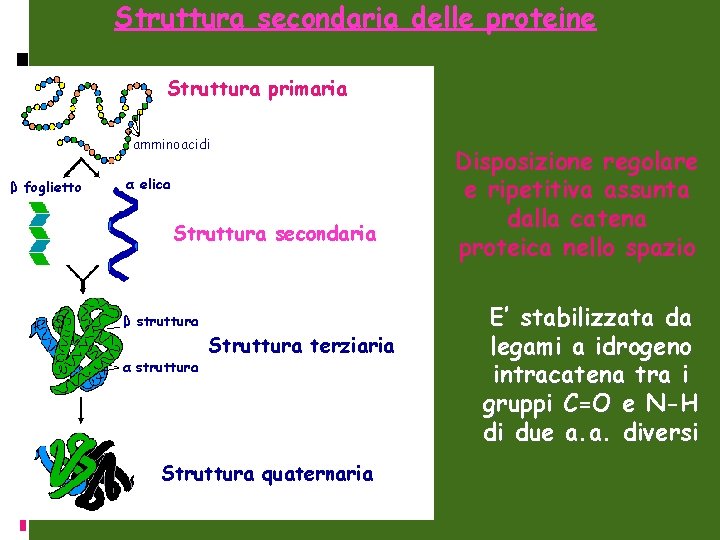 Struttura secondaria delle proteine Struttura primaria amminoacidi β foglietto α elica Struttura secondaria β