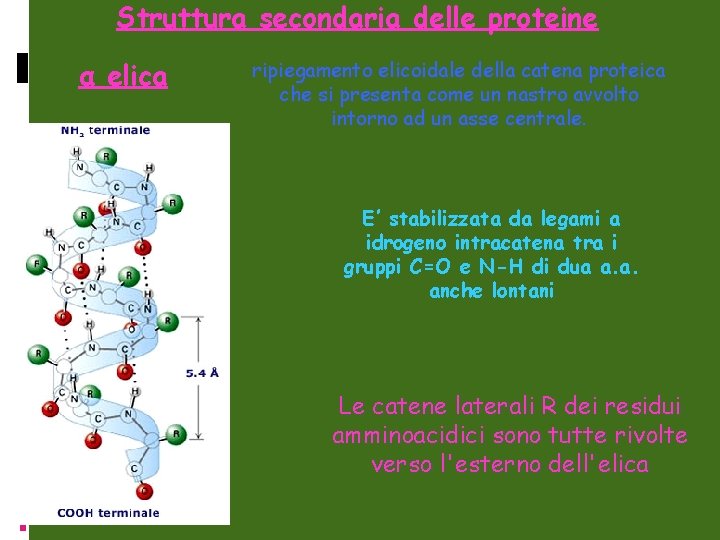 Struttura secondaria delle proteine α elica ripiegamento elicoidale della catena proteica che si presenta