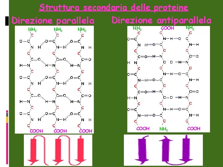 Struttura secondaria delle proteine Direzione parallela NH 2 COOH Direzione antiparallela NH 2 COOH