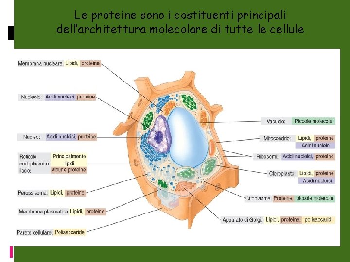 Le proteine sono i costituenti principali dell’architettura molecolare di tutte le cellule 