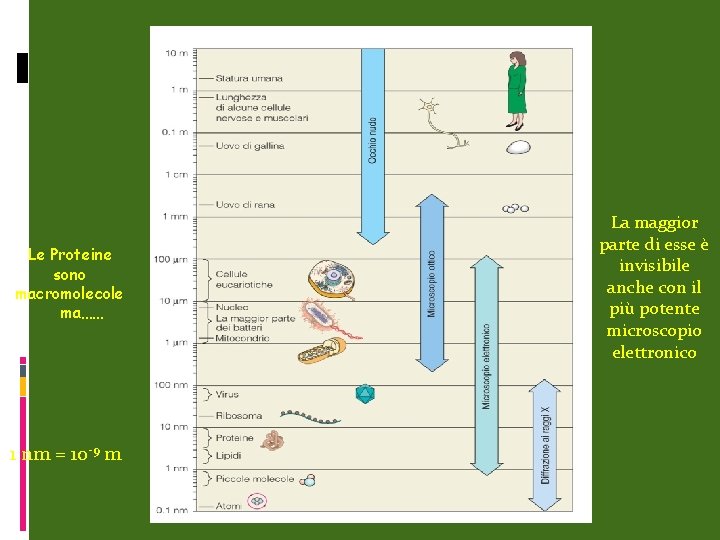 Le Proteine sono macromolecole ma…… 1 nm = 10 -9 m La maggior parte