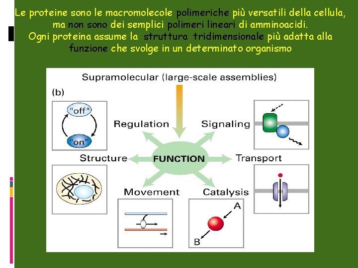 Le proteine sono le macromolecole polimeriche più versatili della cellula, ma non sono dei