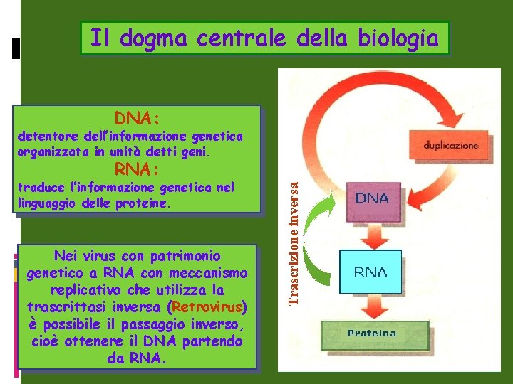 Il dogma centrale della biologia DNA: detentore dell’informazione genetica organizzata in unità detti geni.