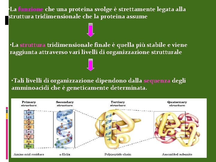  • La funzione che una proteina svolge è strettamente legata alla struttura tridimensionale