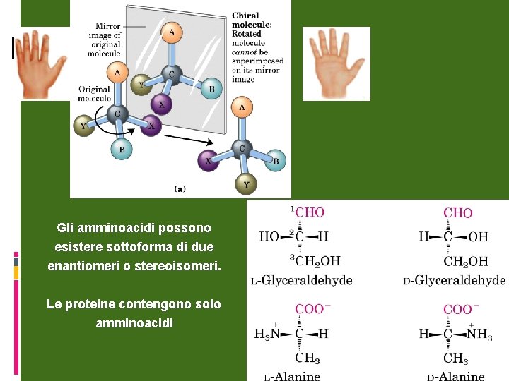 Gli amminoacidi possono esistere sottoforma di due enantiomeri o stereoisomeri. Le proteine contengono solo