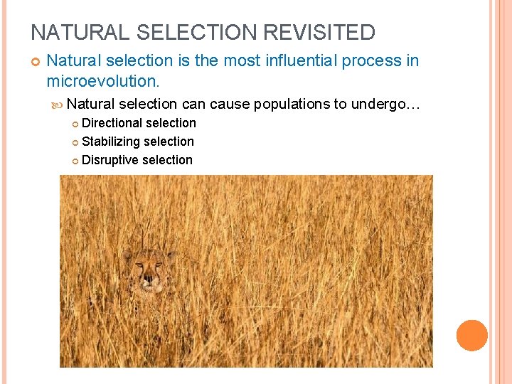 NATURAL SELECTION REVISITED Natural selection is the most influential process in microevolution. Natural selection