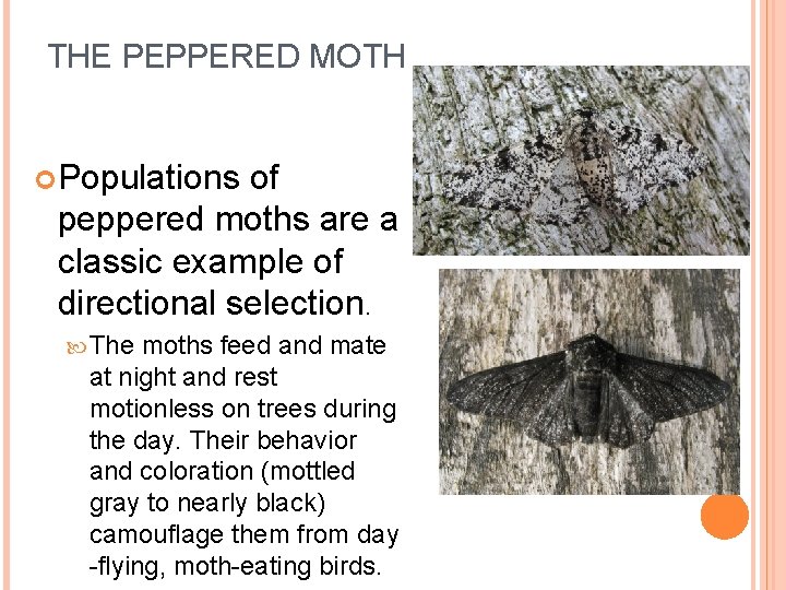 THE PEPPERED MOTH Populations of peppered moths are a classic example of directional selection.